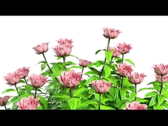 Y11 المرأة ساعة ذكية فاخرة 1.32 